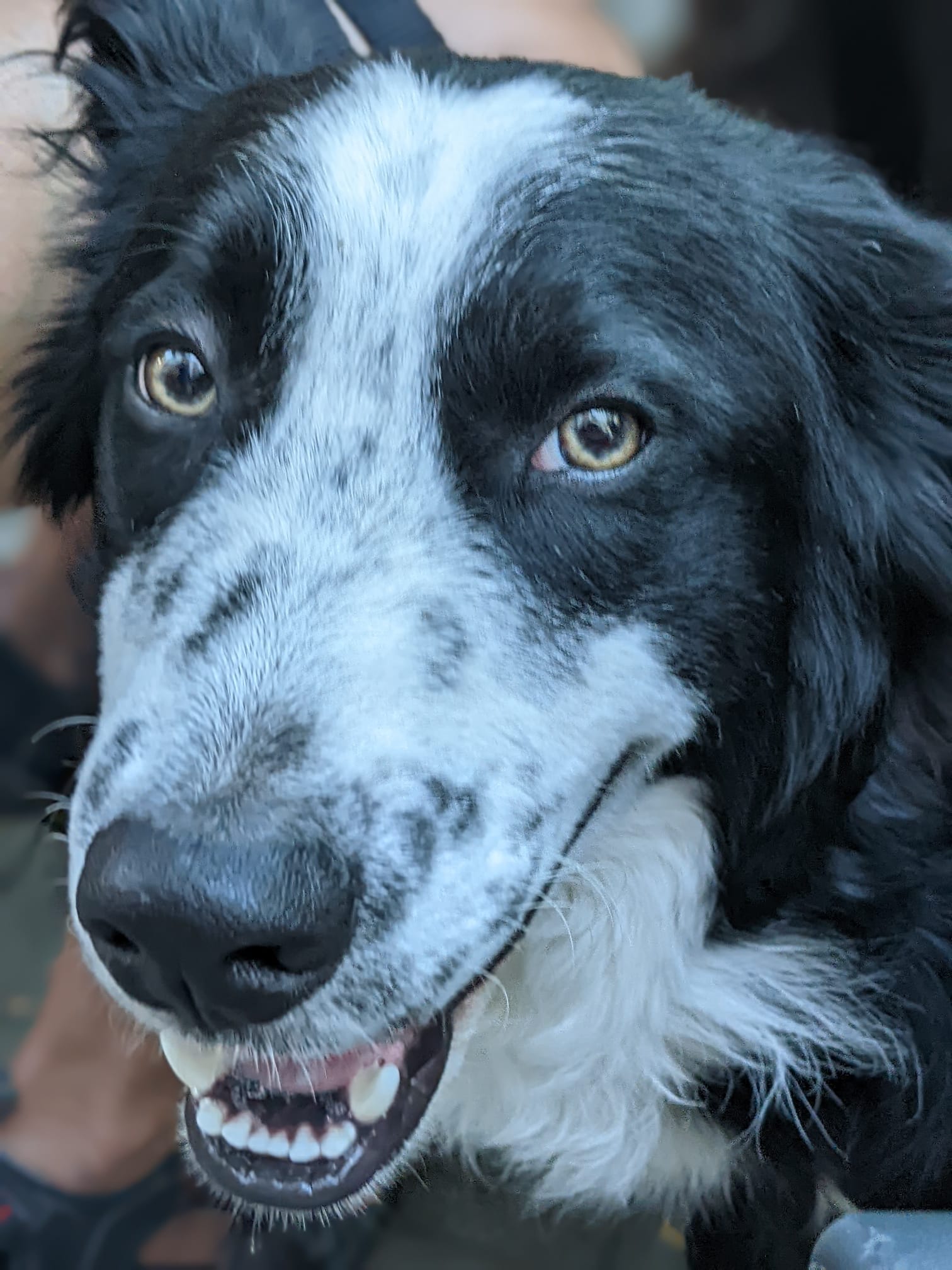 Cara